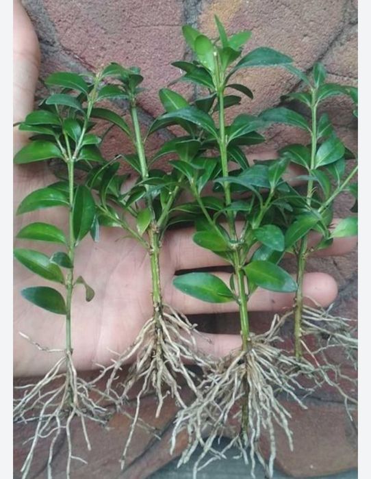 Продам    самшит