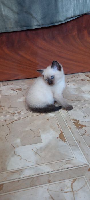Тайские котята, родились 30 июля 2026 года