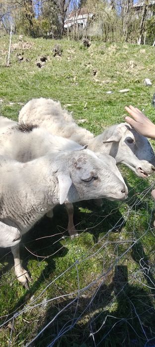 Sprzeda owcę po pierwszym wykocie