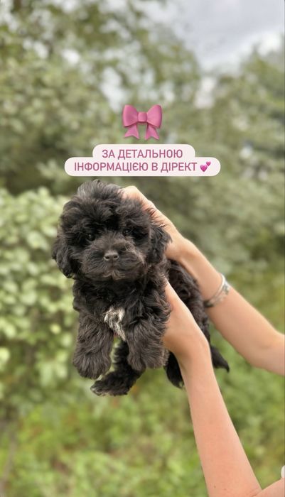 Мальтипу f1, f2 мальтіпу f1 f2 той пудель