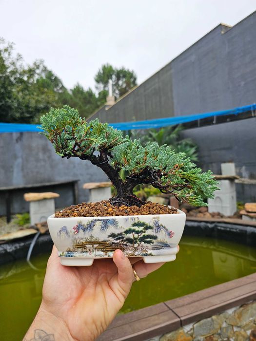 Bonsai juniperus blue