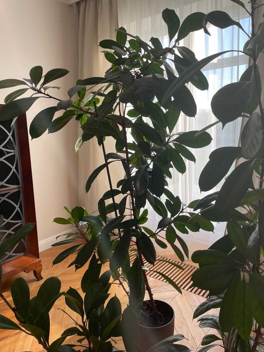 Ficus elastica, Figowiec sprężysty, Fikus