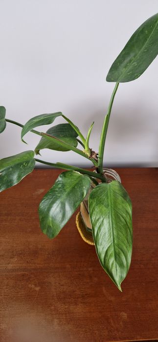 Philodendron jose buono sadzonka pędowa