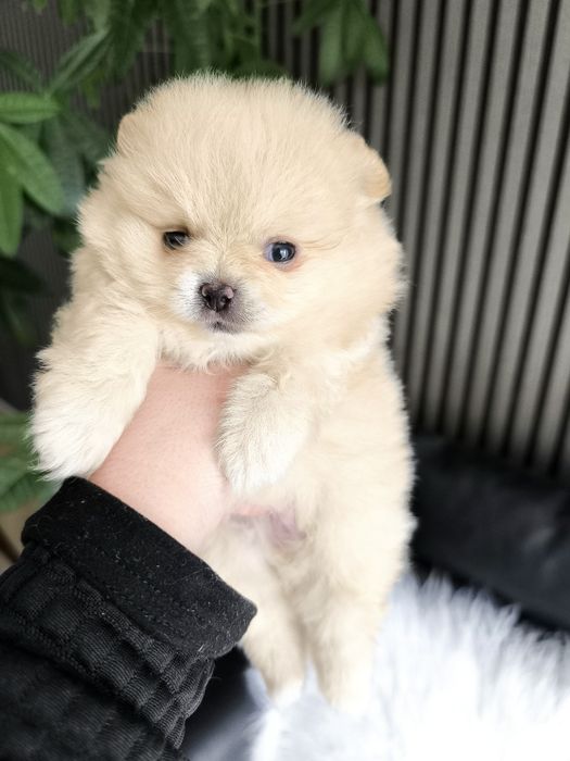 Spitz Anão Lulu da Pomerânia. Menino . Perfeito