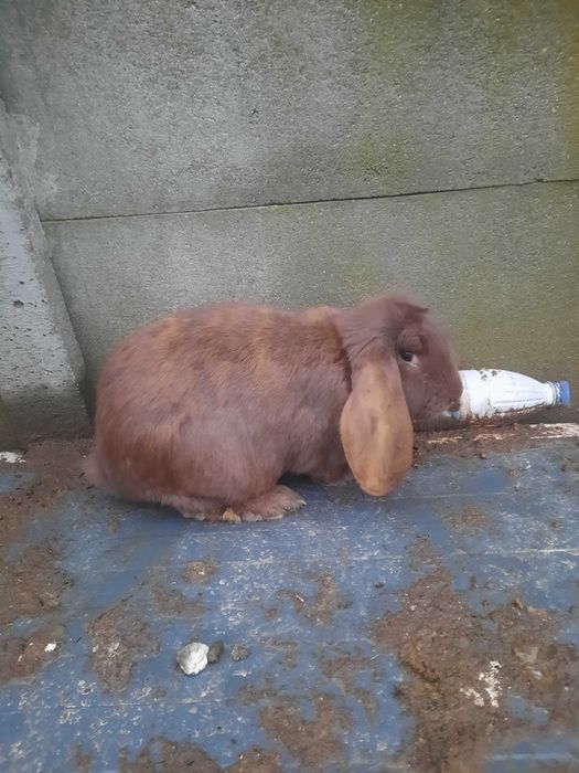 Samiczka barana francuskiego