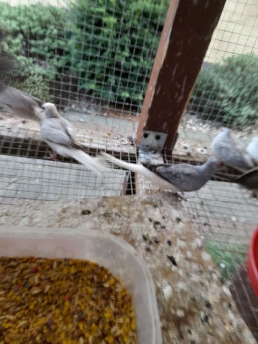 Gołąbki diamentowe