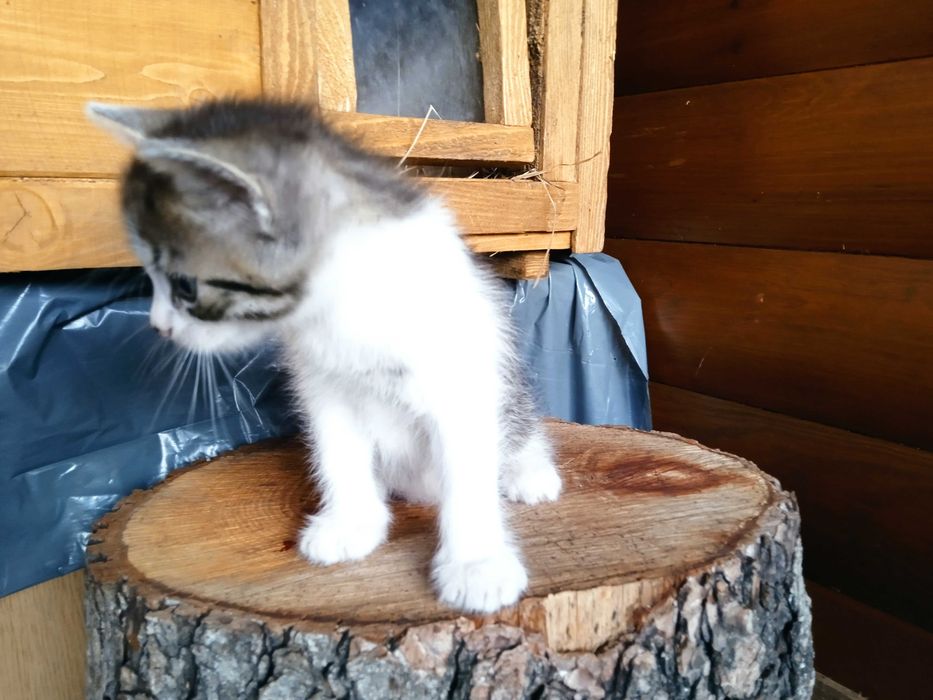 W dobre  ręce oddam kocięta.