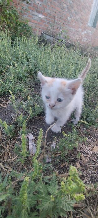 Отдам бесплатно котят