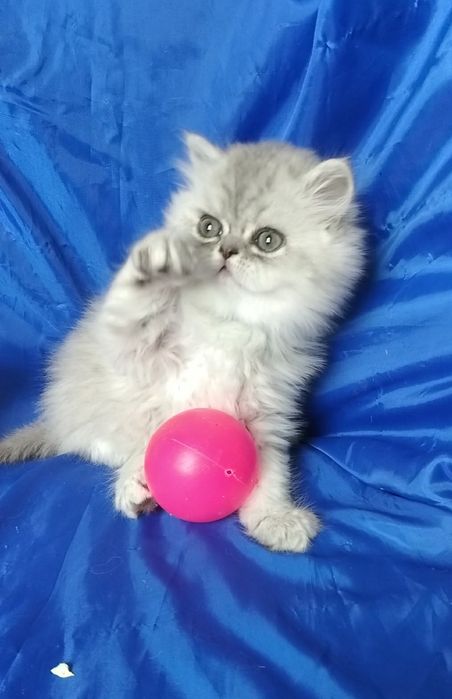 Шиншилла серебристый серый пепельный дымчатый