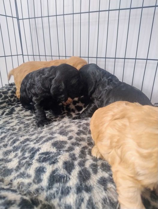 Cocker Spaniel Angielski