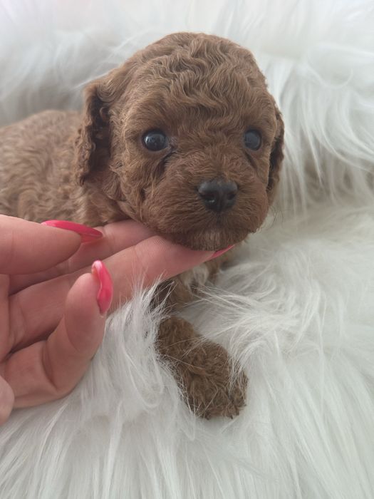 Cavapoo chłopak xs