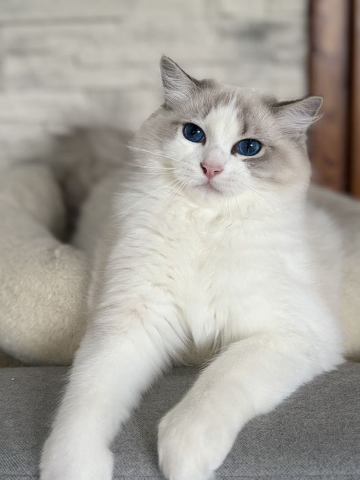 Ragdoll chlopiec