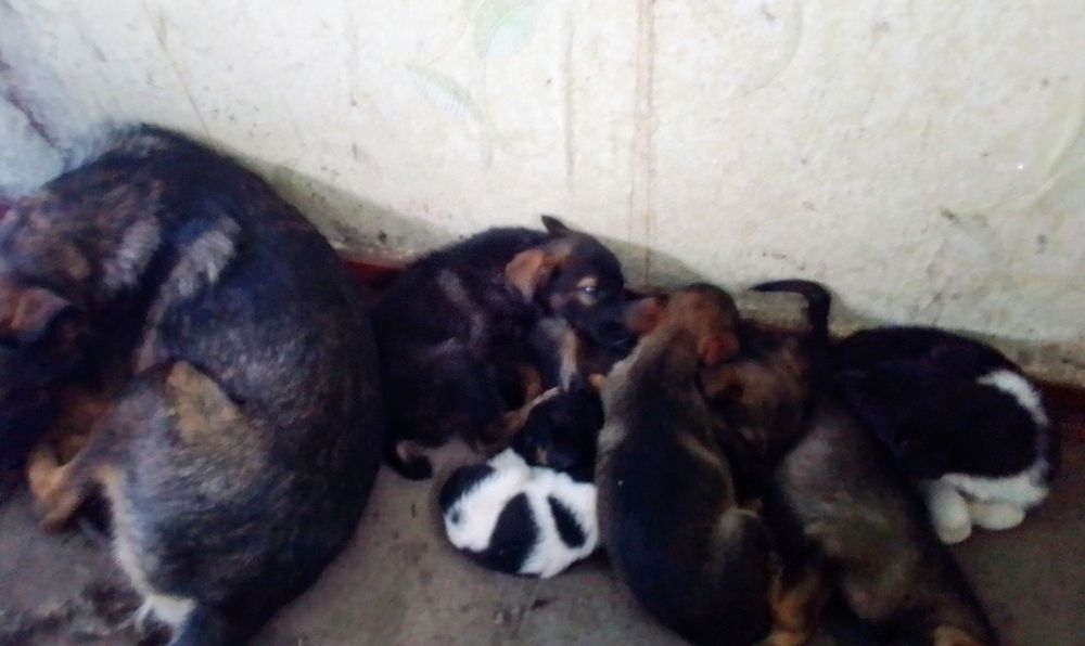 Віддам в добрі руки