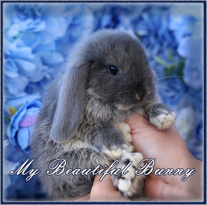 Piękny Królik Mini Lop - Blue Otter