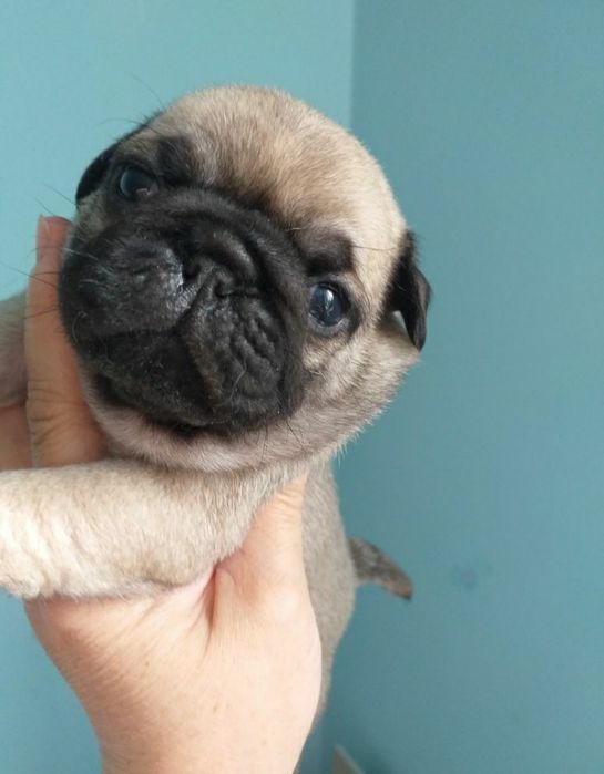 Улюблені мордочки