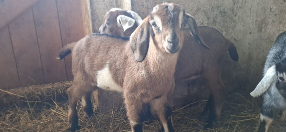 Koza capek do odpojenia