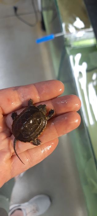 Żółwie chińskie w sprzedaży