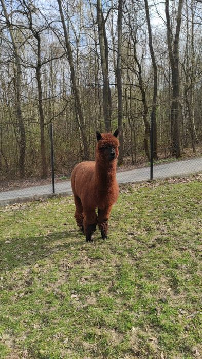 Sprzedam stado alpak - likwidacja