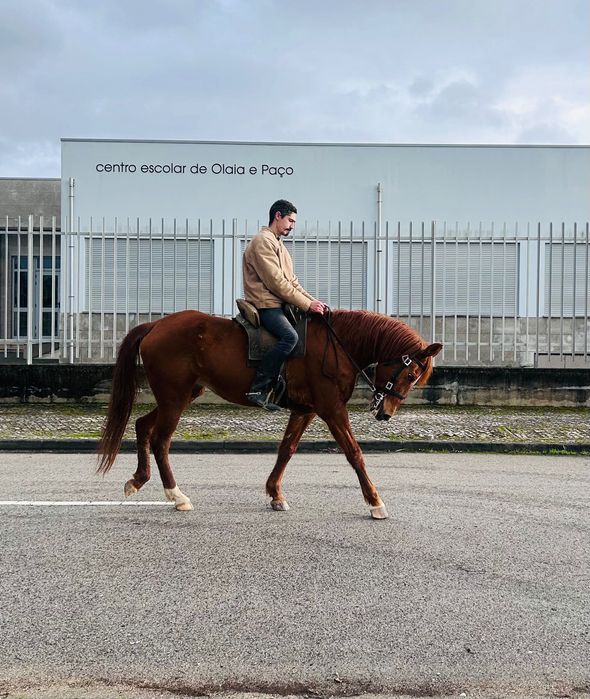 Égua alazã Cruzada com sangue árabe 5 anos