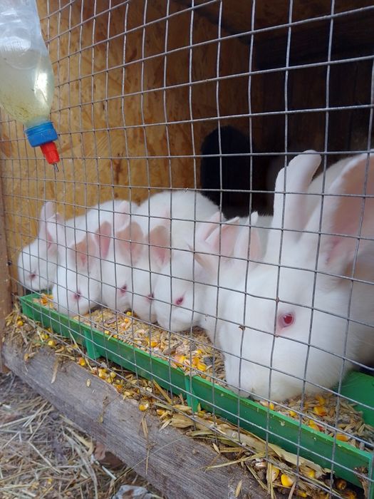 Кроленята, різного віку