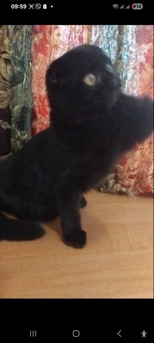 Шотландская чорная кошечка