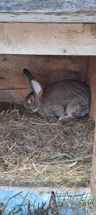 Króle mieszańce po olbrzymach belgijskivh