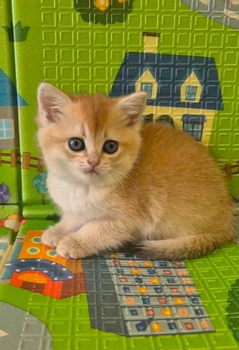 Шотландские котята (ЗОЛОТАЯ ШИНШИЛЛА)