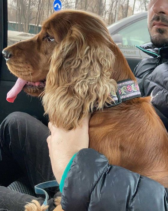 Вязка английского кокер спаниеля