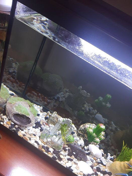 Aquario Completo+Oferta Peixes Filtro Novo e led