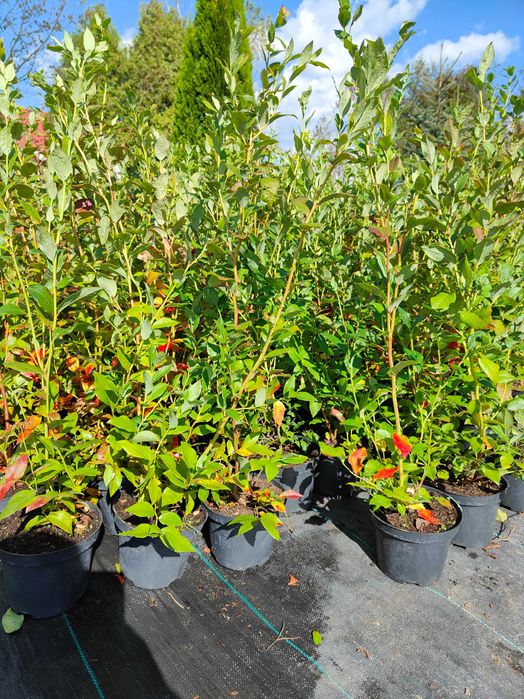 Duke !Sadzonki Borówki Amerykańskiej!4 LETNIE! Pod nadzorem Inspekcji