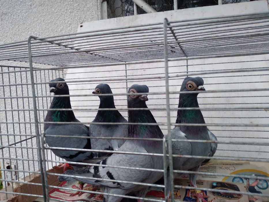 Szek polski, mewka polska