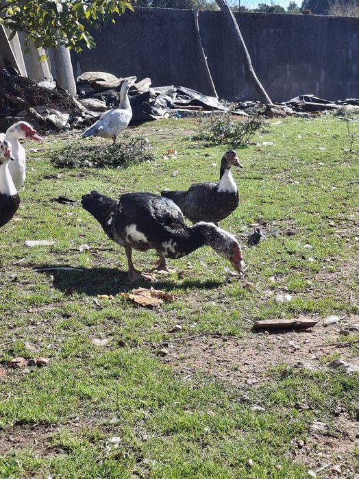 Patos mudos criados ao ar livre