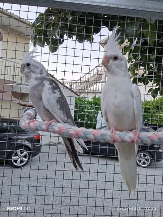 Várias caturras para ceder