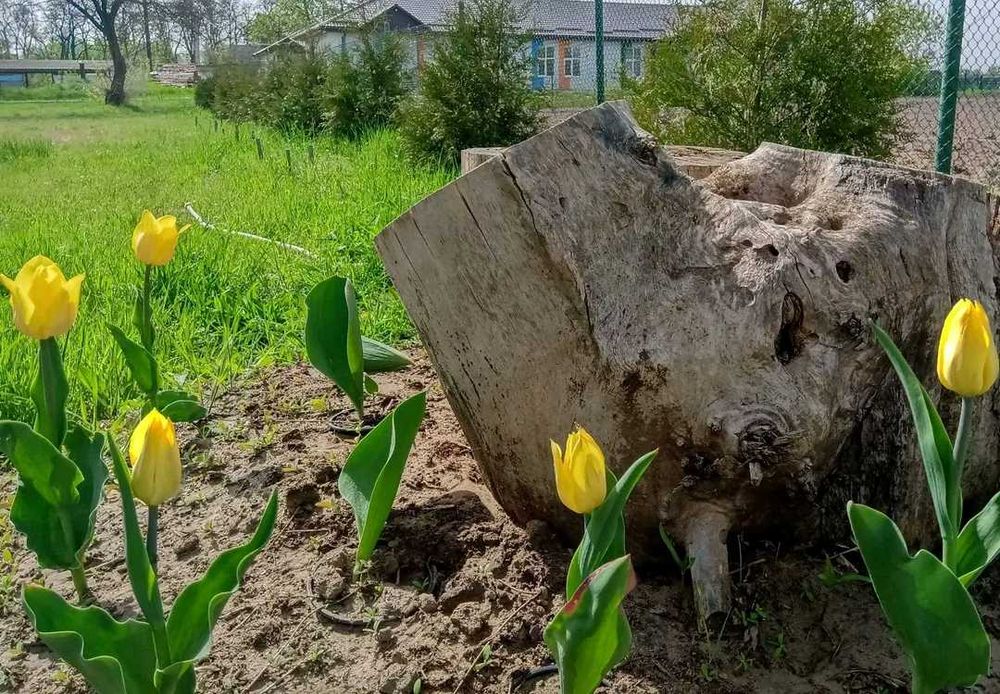 Земельна ділянка