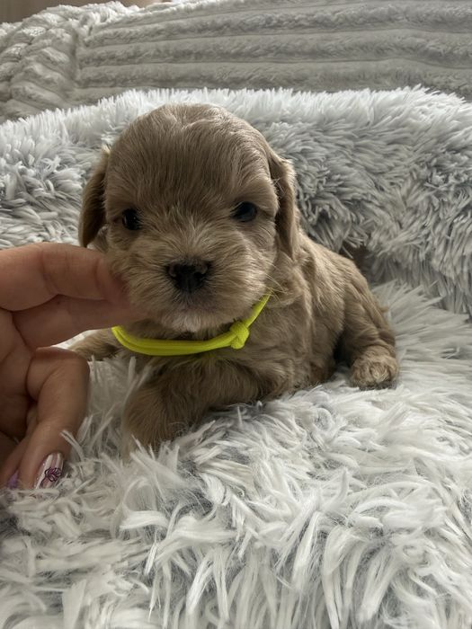 Maltipoo F1 maltanczyk, pudel toy , badania , chlopak