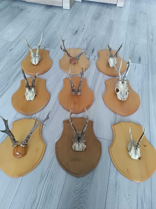 Poroże herby ręcznie robione.