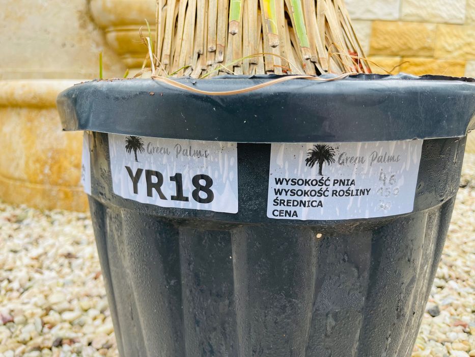 Yucca Rostrata 150cm MEGA GRUBA mrozoodporna -20