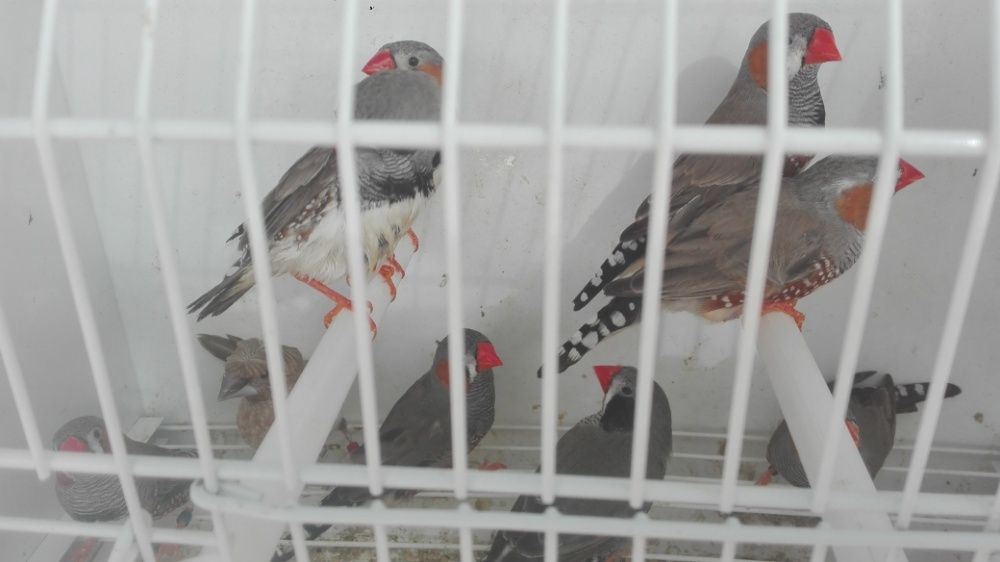 Vendo mandarins bonitos