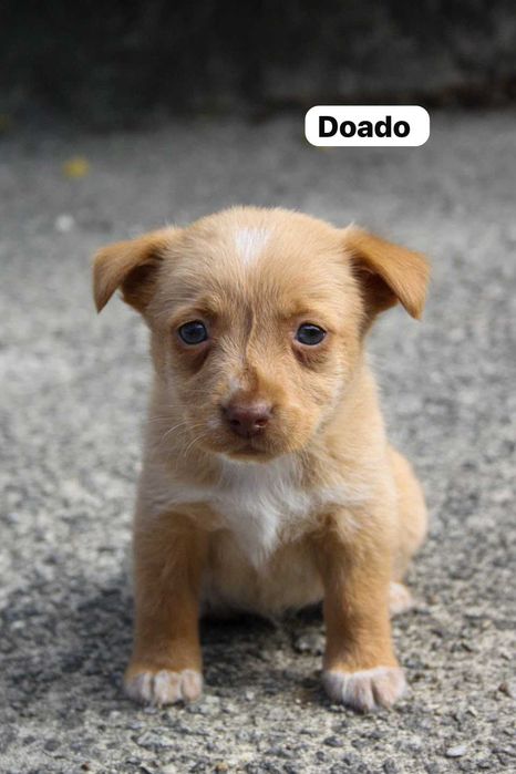 Cachorrinhos para adotar