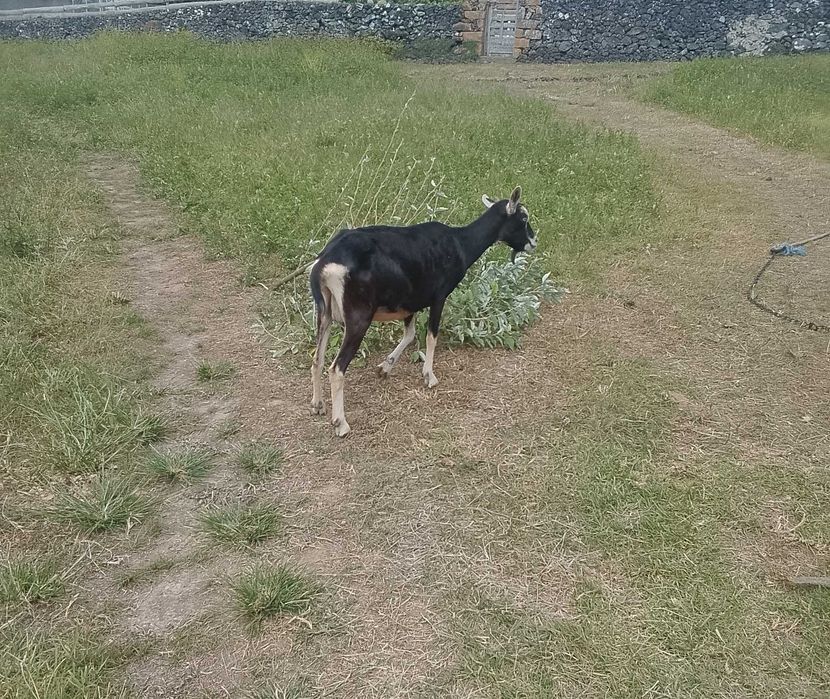 Vários Animais a venda