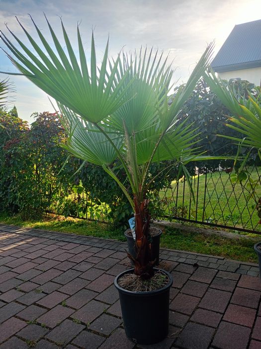 Palma Waszyngtonia Robusta – efektowna ozdoba domu i ogrodu!