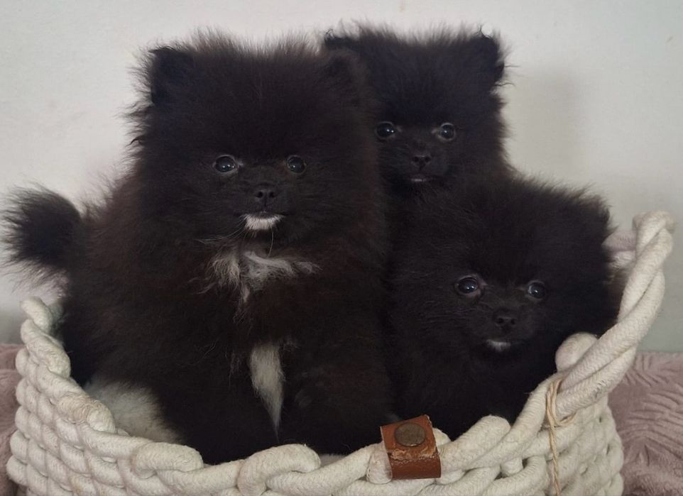 Pomeranian - szpic miniaturowy