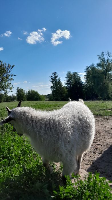 Продам пухові кози