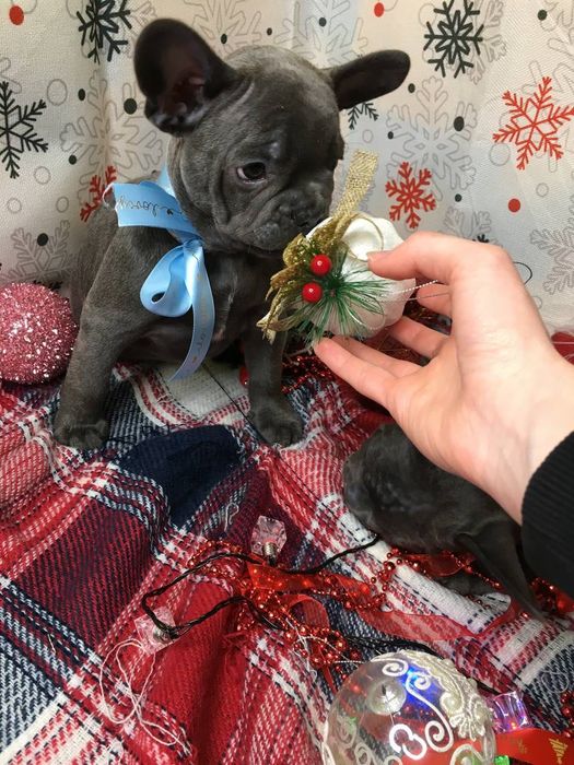 Щенки французского бульдога