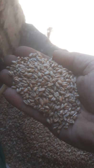 Sprzedam Pszenżyto carmeno