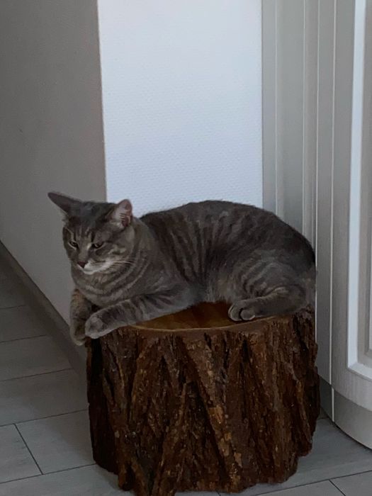 Безкоштовно віддам кота. Ірпінь/Київ