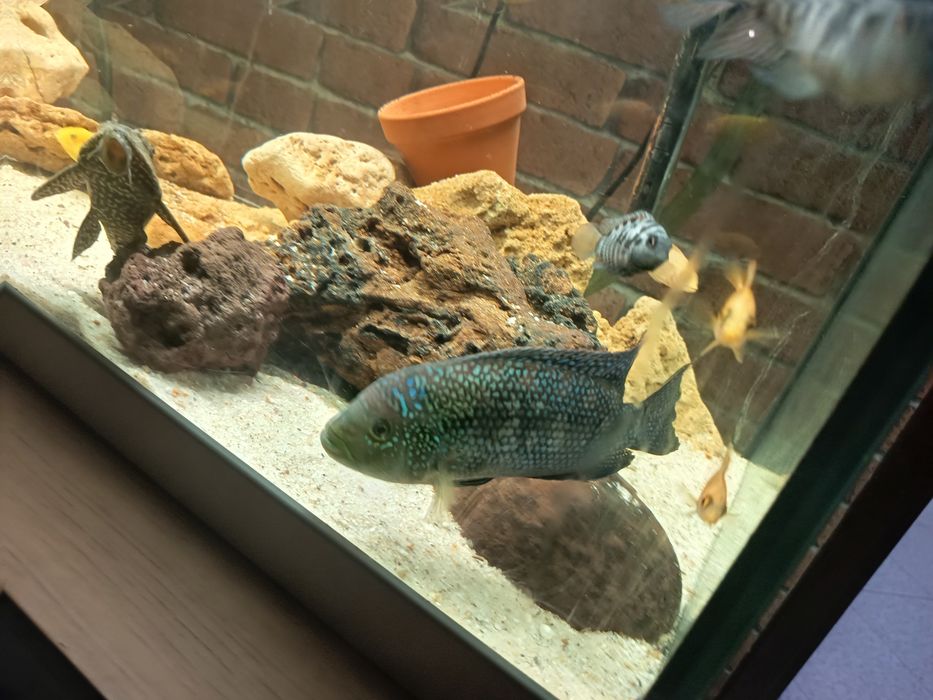 Peixe Ciclídeo Jack Dempsey 17cm venda ou troca