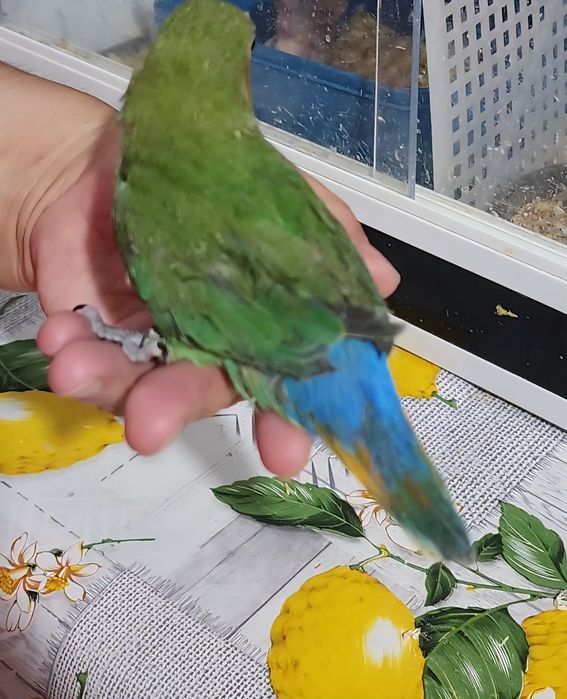 Agapornis 100% Domesticado