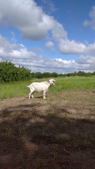Козел Зааненський без документів. Продамо на плем'я.