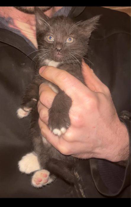 Котики у родину.Котик.Киця